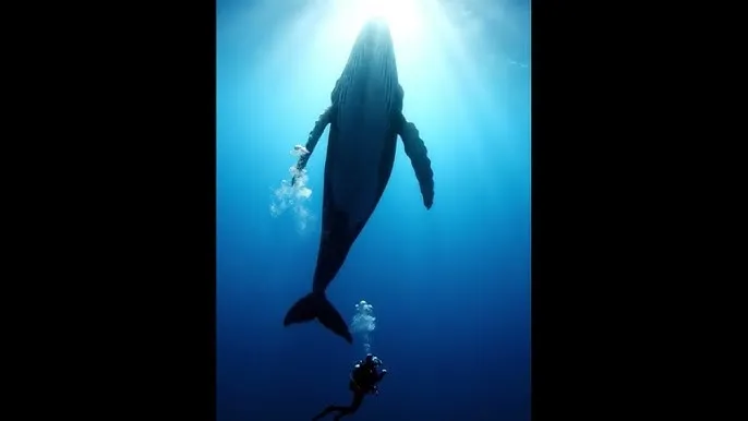 ipad价钱 - 深蓝星球：探索海洋深处的未知世界
